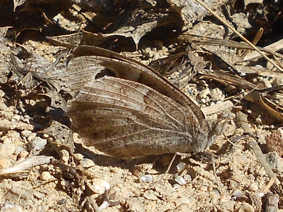 Hipparchia statilinus ?